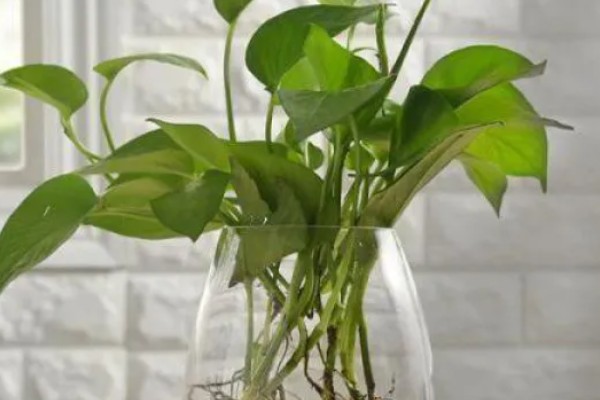 绿萝的浇水方法,春秋季节每隔3天浇一次