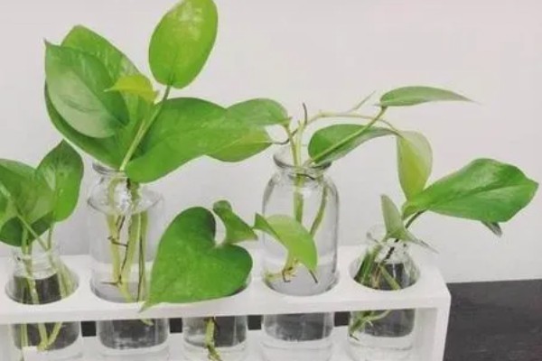 绿萝的浇水方法,春秋季节每隔3天浇一次