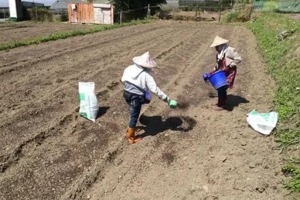 小麦高产施肥方法,抽穗期间喷施磷酸二氢钾等肥料