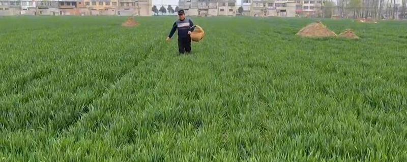 小麦高产施肥方法，抽穗期间喷施磷酸二氢钾等肥料