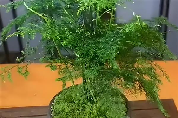 文竹怎么养殖，生长期每个月追肥1-2次