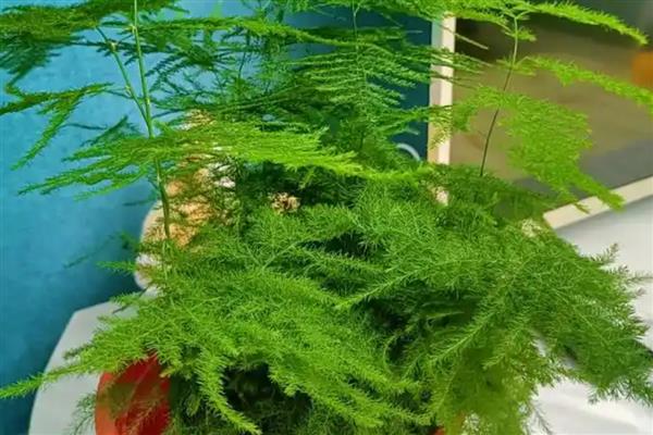 文竹怎么养殖，生长期每个月追肥1-2次