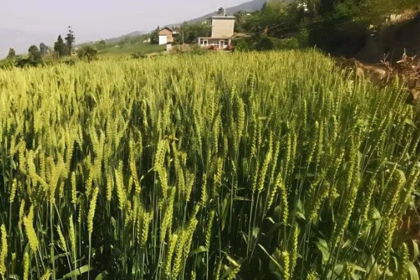 周麦40的特征特性,全生育期为218-229天左右