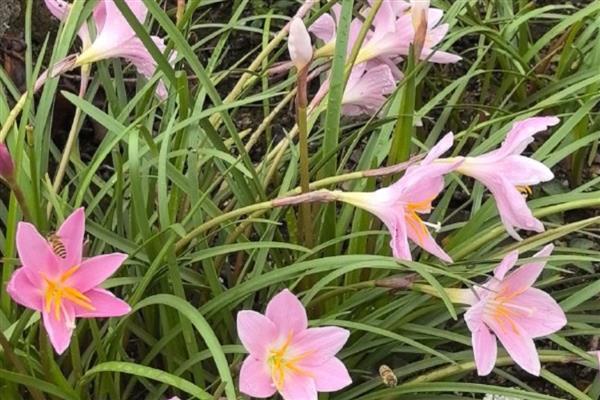 风雨兰的冬季养护方法,让植株接受全天的光照