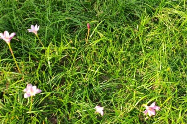 风雨兰的冬季养护方法,让植株接受全天的光照