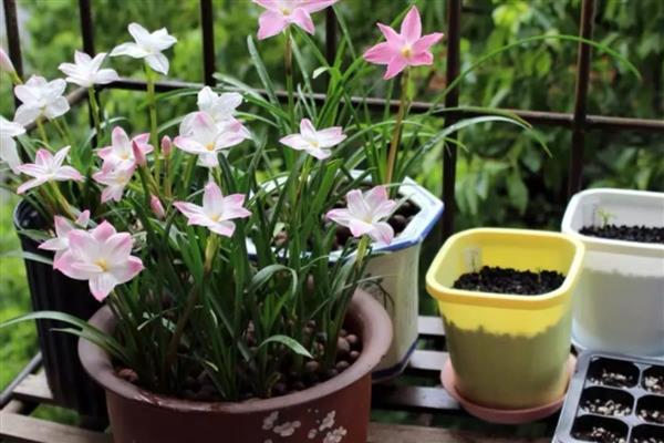 风雨兰的冬季养护方法,让植株接受全天的光照