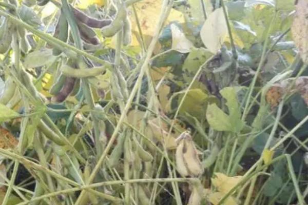 哈豆6号大豆品种简介,生育期间及时中耕管理