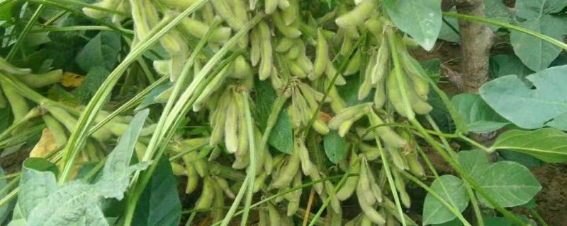 卓农3号大豆品种简介，在适应区5月左右播种