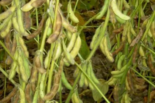 合农204大豆品种的特性，该品种为亚有限结荚习性