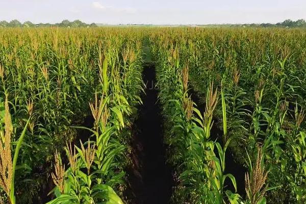 H2204玉米品种简介，抗至中抗镰孢穗腐病