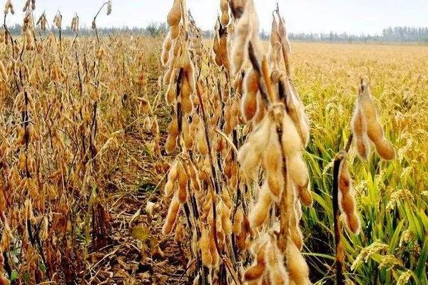 铁豆154大豆种子特征特性，辽宁省春播生育期129天