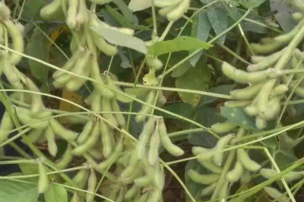 哈豆6号大豆品种简介,生育期间及时中耕管理