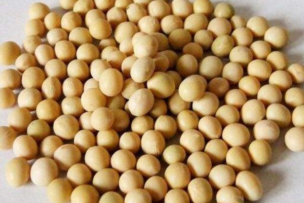 绥农203大豆种子特征特性，在适应区5月10日左右播种