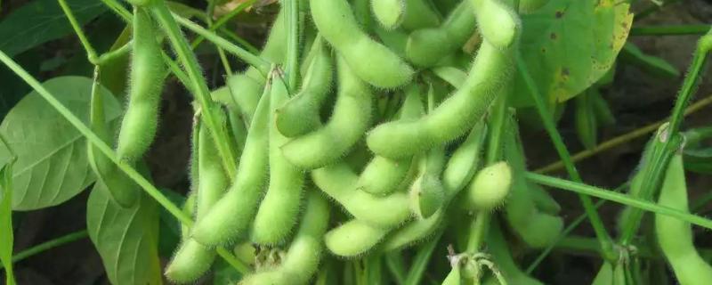 哈豆6号大豆品种简介，生育期间及时中耕管理