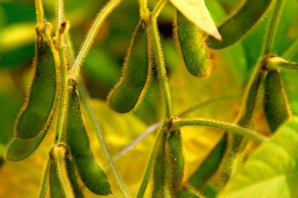 合农204大豆品种的特性，该品种为亚有限结荚习性