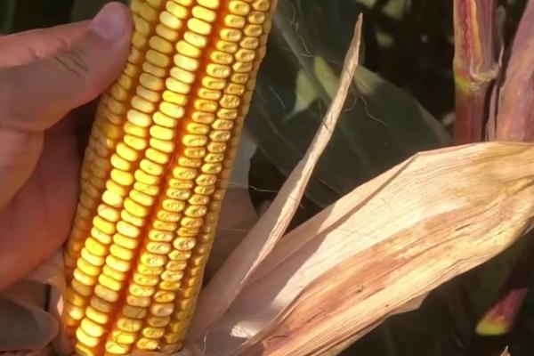 圣吉丰99玉米种子特征特性,中抗大斑病