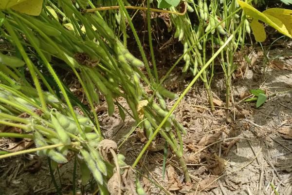 卓农3号大豆品种简介，在适应区5月左右播种