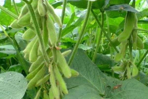 卓农3号大豆品种简介，在适应区5月左右播种
