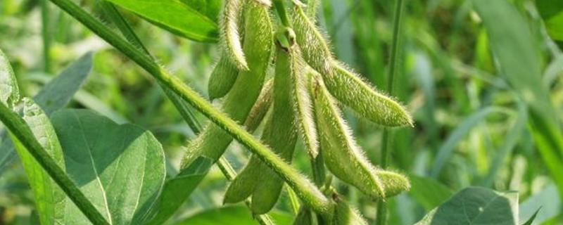 铁豆154大豆种子特征特性，辽宁省春播生育期129天