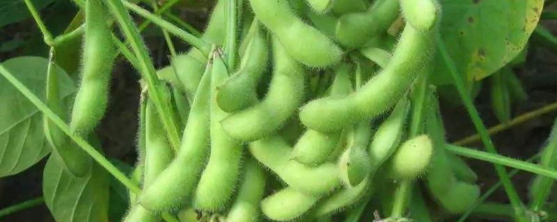 贡春豆28大豆品种简介，高抗花叶病毒病7号株系