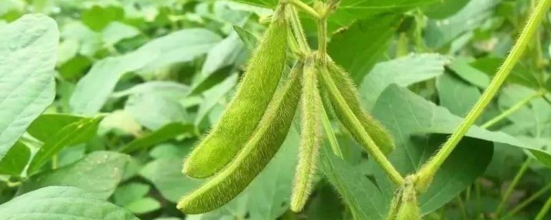 汾豆100大豆品种的特性，春播生育期平均135天