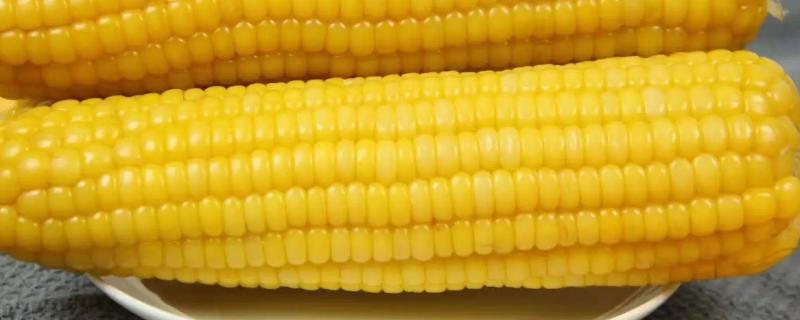 金煌甜6号玉米种子简介，种植密度每亩3500株