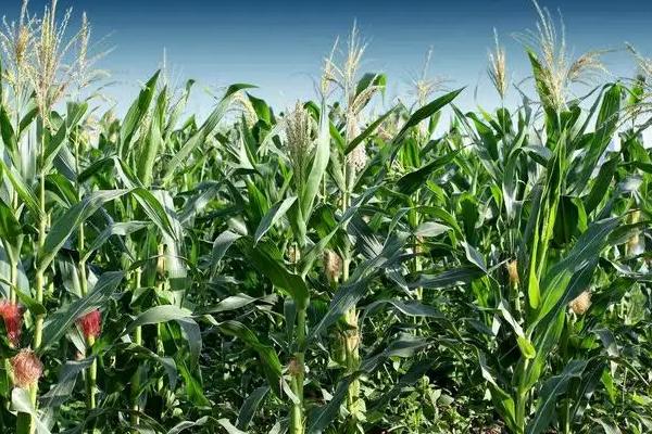 R433玉米品种简介，基肥应每亩施45千克