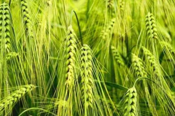 兰天71号小麦品种简介，每亩适宜基本苗30-40万