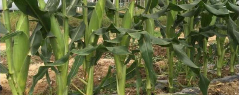 中获蜜白糯88玉米种子特点，出苗至成熟96天