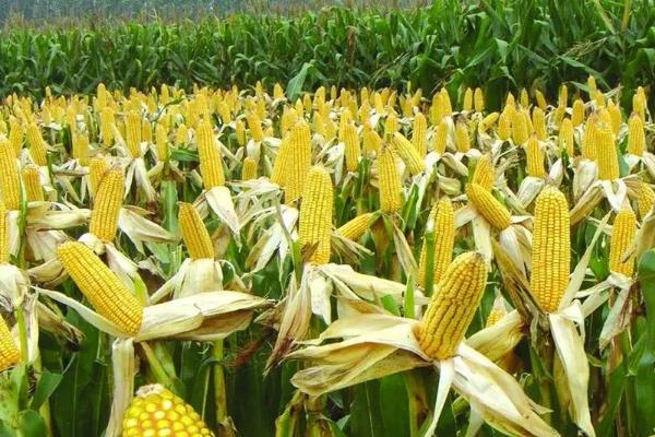 彭育33玉米品种简介,基肥应每亩施40公斤