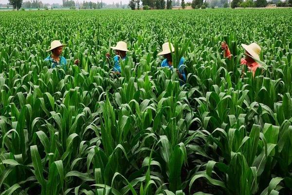 R433玉米品种简介，基肥应每亩施45千克