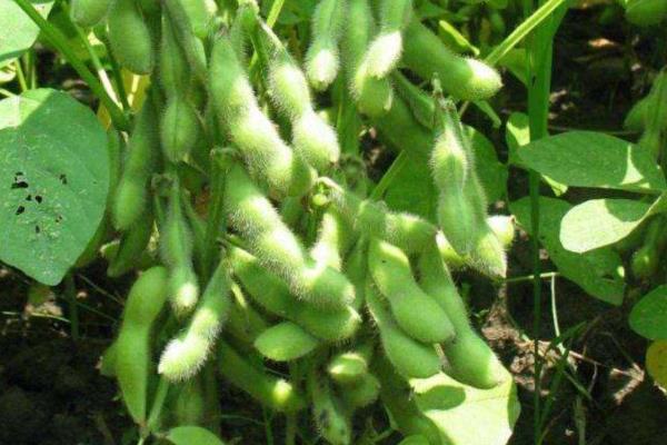 汾豆100大豆品种的特性,春播生育期平均135天