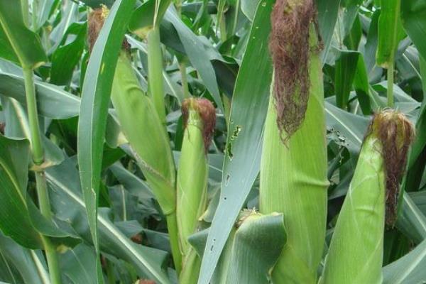金煌甜6号玉米种子简介,种植密度每亩3500株