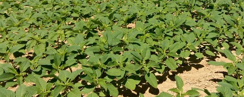 天承1号大豆种子简介，选择中等以上肥力地块