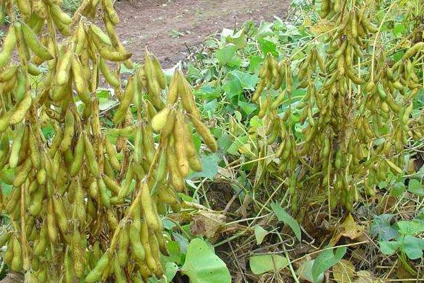 贡春豆28大豆品种简介，高抗花叶病毒病7号株系