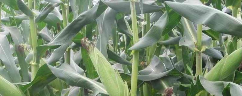 龙单340玉米品种简介，在适应区5月5日左右播种