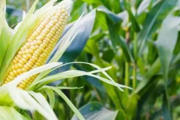 荣玉806玉米种子简介,适宜播种期3月上旬至5月下旬