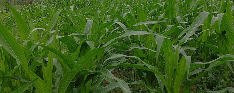 荣玉806玉米种子简介，适宜播种期3月上旬至5月下旬