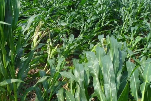 荣玉806玉米种子简介,适宜播种期3月上旬至5月下旬