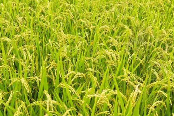 之两优534水稻种子简介,一般5月中旬至5月下旬播种