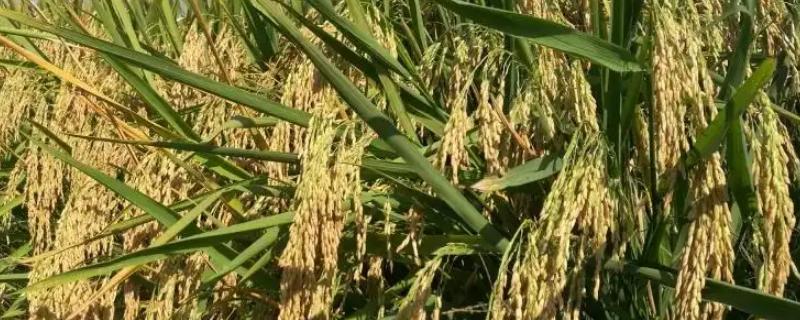 盛广优丝苗水稻种子特点，籼型三系杂交水稻品种