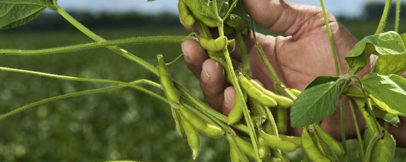 黑农120大豆种子特征特性，适时防治虫害
