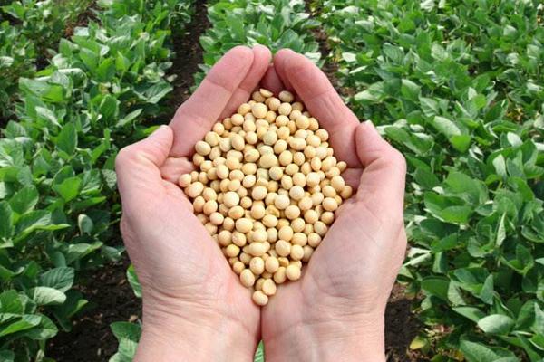 黑农564大豆品种的特性,生育期间喷施叶面肥2~3次