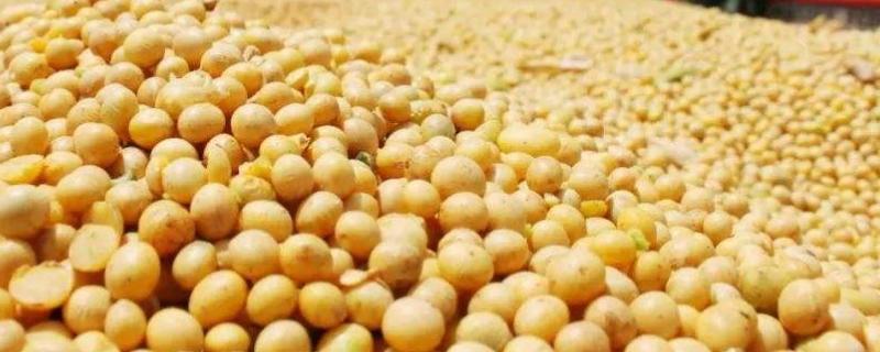黑农564大豆品种的特性，生育期间喷施叶面肥2～3次