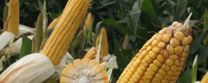 美成691玉米种子特征特性，春播出苗至成熟128天