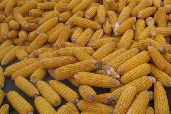 网联111玉米品种的特性,中抗茎腐病(≤21.7%)