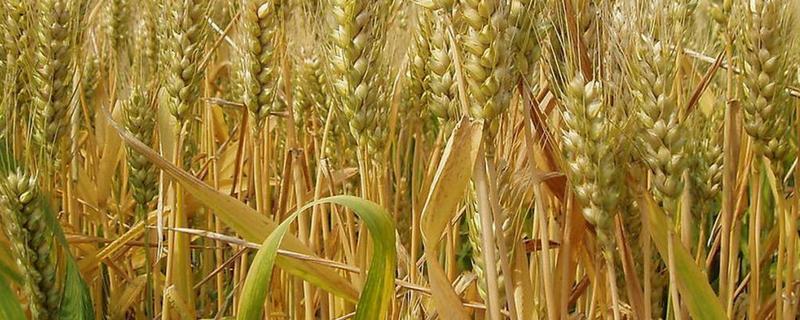 宿麦869小麦种子特征特性，属半冬性品种