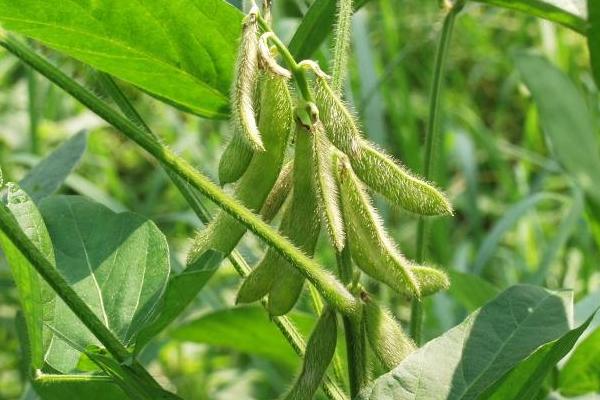 黑农120大豆种子特征特性,适时防治虫害
