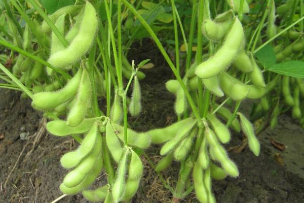 黑农120大豆种子特征特性,适时防治虫害