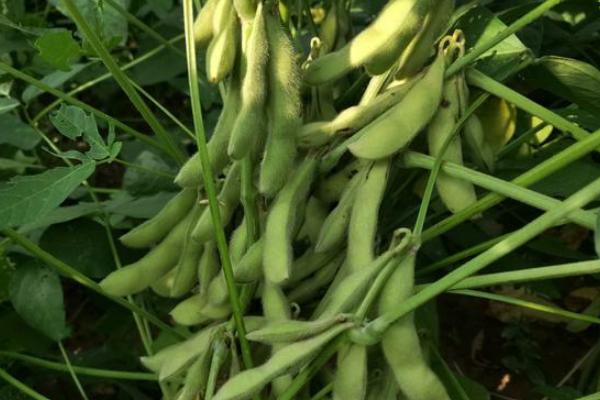 沃豆16大豆种子介绍，普通大豆品种